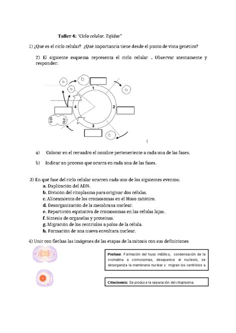 Taller 4 Ciclo Celular Tejidos Taller 4 Ciclo Celular Tejidos 1