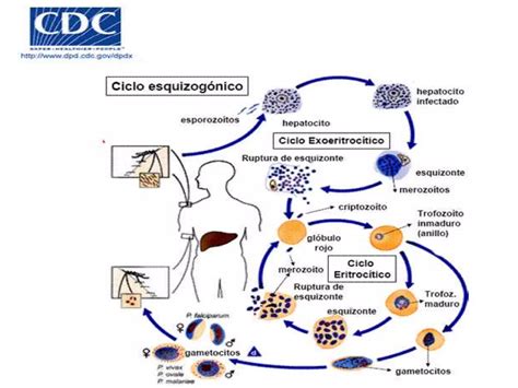 Malaria Parasitologia Universidad De Carabobo Ppt