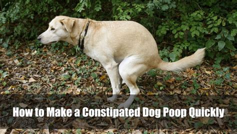 How To Make A Constipated Dog Poop Quickly 2024 Vet Ranch We Love Pets