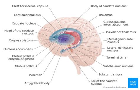 Basal Ganglia Anatomy Of Direct And Indirect Pathways Kenhub Porn Sex