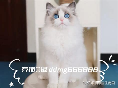 布偶猫的蓝双和海双哪个贵，为什么 知乎