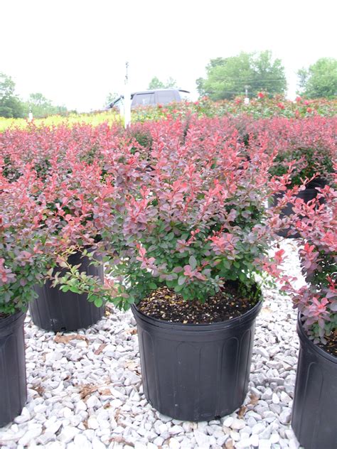 Royal Burgundy Barberry Payne Nursery In 2024 Shrubs Burgundy Plants