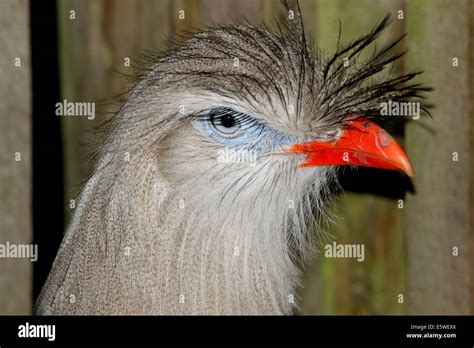 Red Legged Seriema Or Crested Cariama Cariama Cristata Extremely