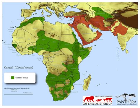 Wild Cat Profile: Arabian Caracal - Sebastian Kennerknecht ...