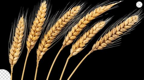 Premium PSD Wheat Ears Png Transparent