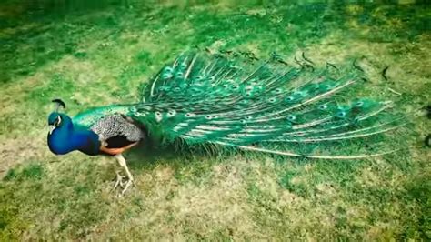 Male Peacock Mating Dance Display With Beautiful Feathers Colours And