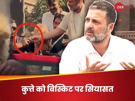 Rahul Gandhi Dog Video Rahul Gandhi Feeding Biscuits Controversy Bjp