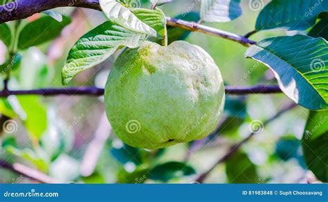 Big Guava On Tree In Farm Stock Photo Image Of Nature 81983848