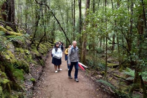 Foto Menikmati Suara Kesunyian Di Jurassic Park Tasmania Halaman 3