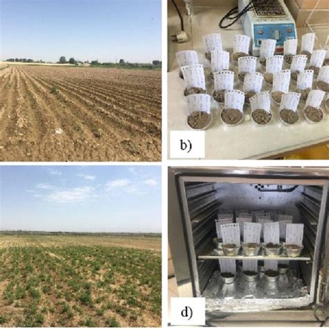 The Process Of Measuring The Volumetric Soil Moisture At Sites Ac