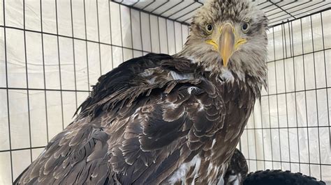 Lead Poisoned Juvenile Bald Eagle Gets Treatment At Oregon Wildlife