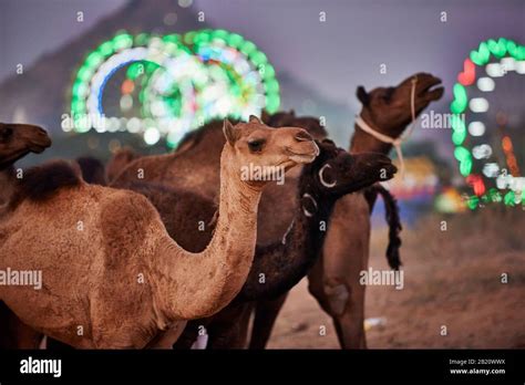 Camels In Front Of The Illuminated Ferris Wheels Of The Fairground At The Camel And Livestock