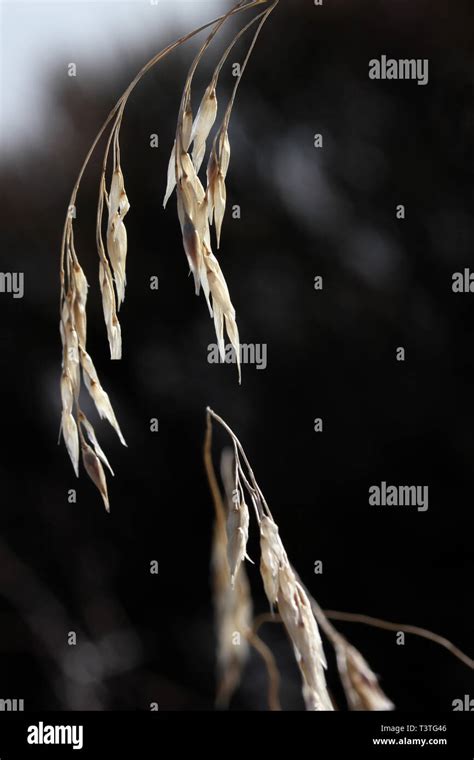 Wild Oat Avena Fatuasterilis Stock Photo Alamy