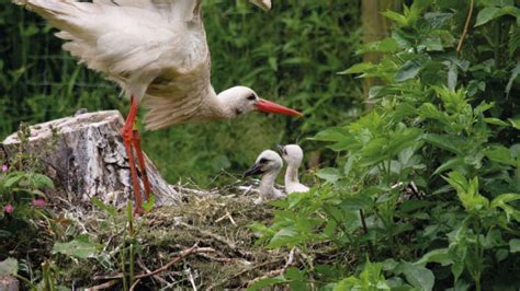 The Stork Chicks Have Fledged Wwt