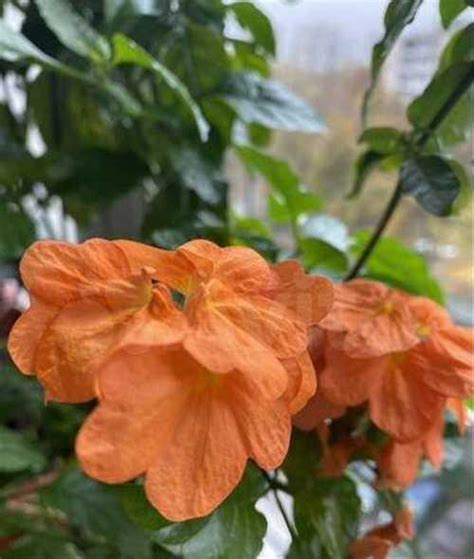 Кроссандра оранжевая купить | Растения | Festima.Ru – частные объявления