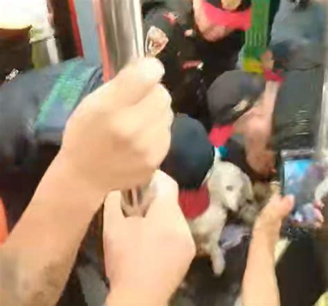 Lo Sacan Del Metro CDMX Por Viajar Con Su Perrito Y Usuarios Se Enojan