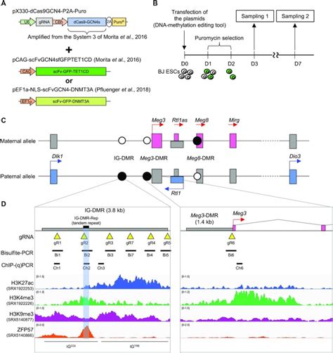 Epigenome Editing Reveals Core Dna Methylation For Imprinting Control