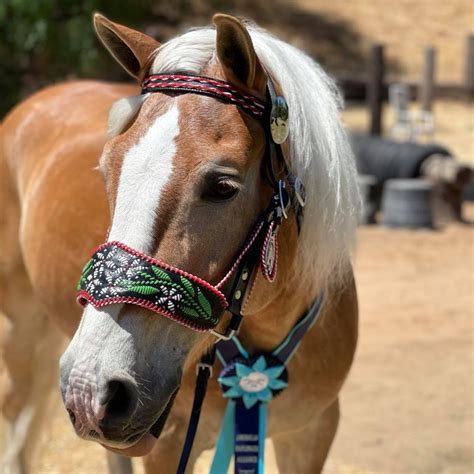 Be A Part Of History American Haflinger Alliance