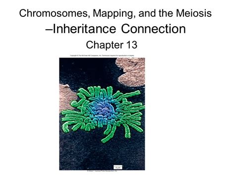 Chromosomes Mapping And The Meiosis Inheritance Connection Ppt