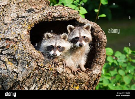 Hollow Tree Raccoon Hi Res Stock Photography And Images Alamy