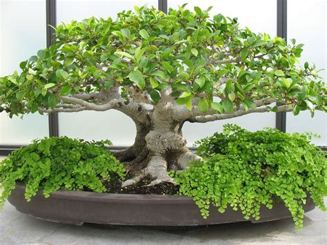 Manual Para Hacer Bonsai Identi Jard N De Bons Is Bonsai Bonsais