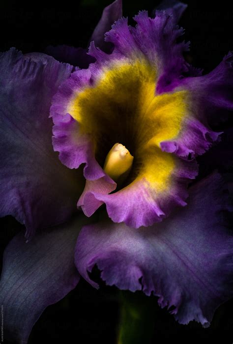 Orchid Macro Del Colaborador De Stocksy Alan Shapiro Stocksy