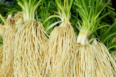 Premium Photo Chinese Chives Root