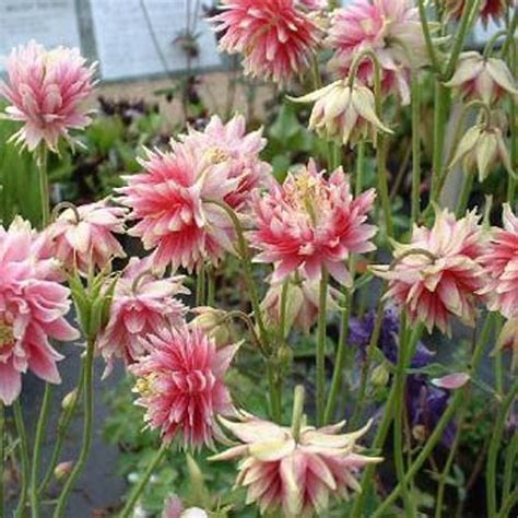 Nora Barlow Pink Columbine Flower Seedsaquilegia Vulgarisperennial 30