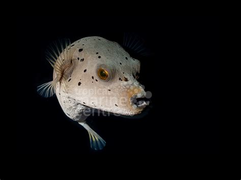 Dogface Puffer Hush Puppy Arothron Nigropunctatus Tmc