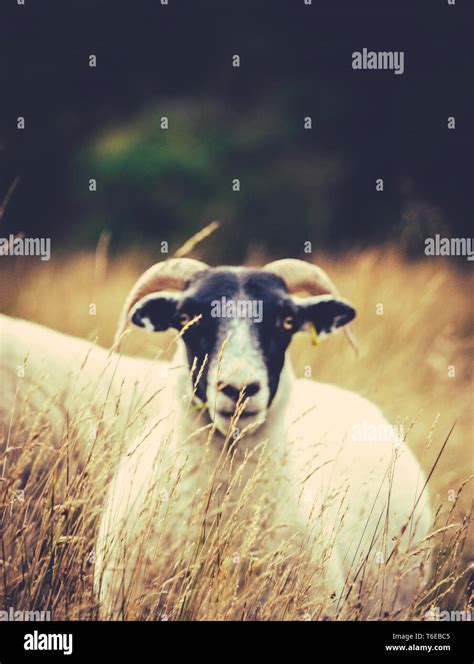 Sheep In The Long Grass Stock Photo Alamy