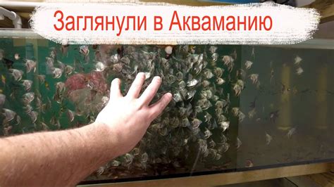 Заглянули в Акваманию - YouTube