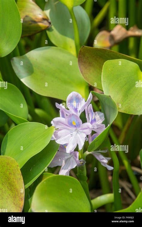 Water Hyacinth Eichhornia Crassipes Sabah Borneo Invasive Species