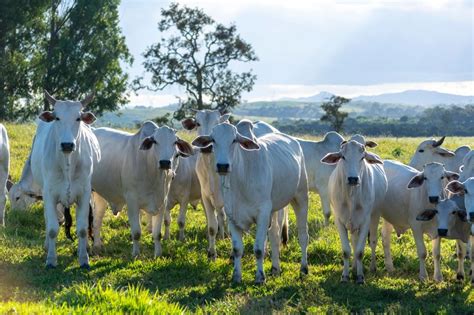 Saiba qual é o maior estado do Brasil considerado o rei do gado