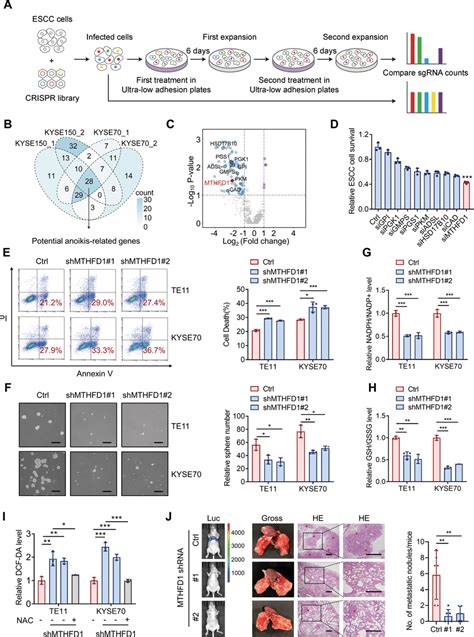 Mthfd Enhances Anoikis Resistance And Metastasis Of Escc Cells A