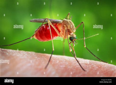 Culex Quinquefasciatus Hi Res Stock Photography And Images Alamy