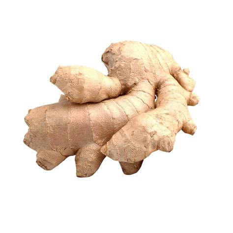 Galangal Root At Rs Kilogram Galangal Root In Chennai Id