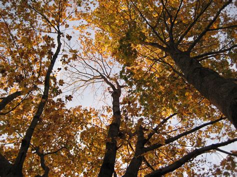 Tombe Feuilles Jaunes Automne Photo Gratuite Sur Pixabay Pixabay