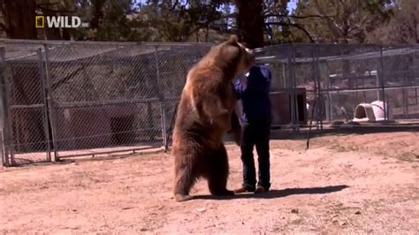 Oso Mata A Un Hombre De Un Mordisco En El Cuello YouTube