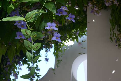 Capri flowers in doorway, Italy