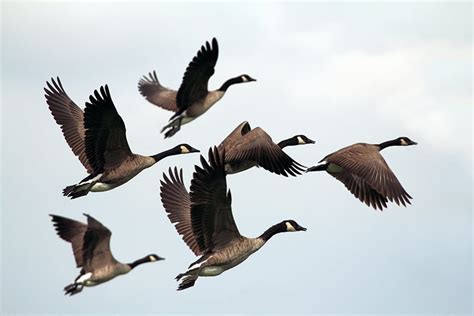 How To Photograph Birds In Flight Tips Techniques