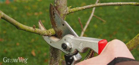 3 Essential Pruning Tools Every Fruit Gardener Needs