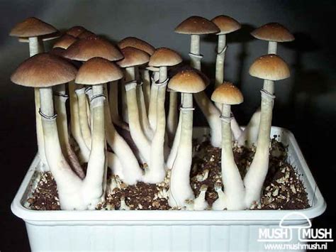 Psilocybe cubensis Cambodia GATUNKI i ODMIANY ENTEOGENNYCH GRZYBÓW