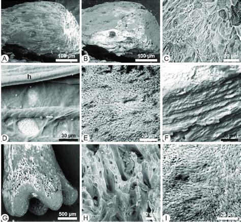 Fresh Bone Samples A B Mus Musculus Secondary Electron Se Sem