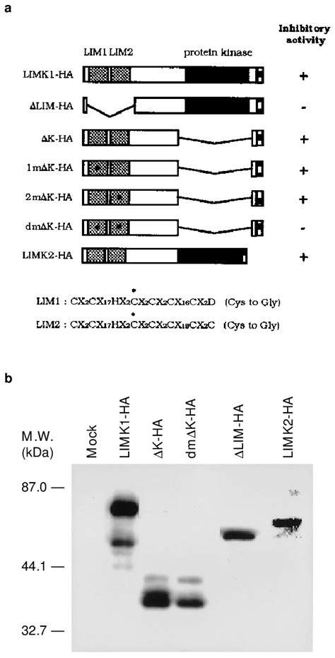 Ha Tagged Limk1 And Limk2 Constructs A Schematic Representation Of