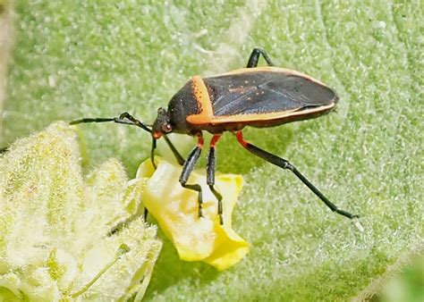 Largus Cinctus 10000 Things Of The Pacific Northwest