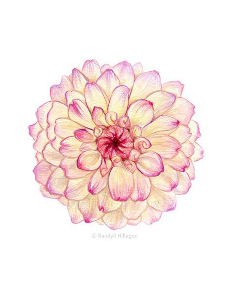 Pink Carnation Drawing at PaintingValley.com | Explore collection of ...