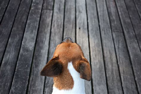 Back Side of Dog Eye View with Old Wood Path Background Stock Image ...