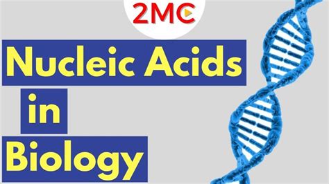 Nucleic Acids Biological Molecules Simplified Nucleic Acid