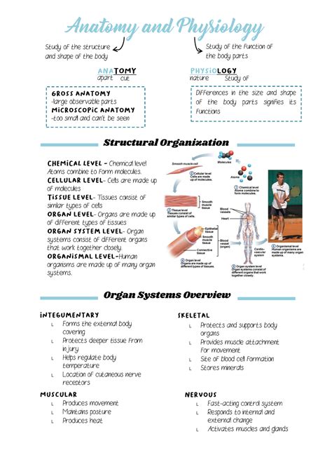 Anatomy And Physiology Notes Anatomy And Physiology Study Of The