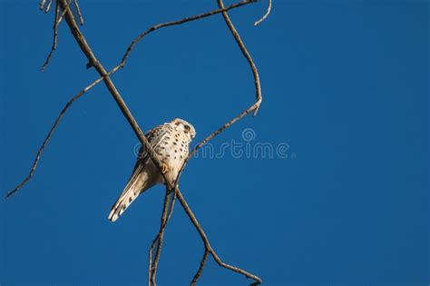 American Kestrel Perched On A Tree Branch With The Blue Sky Behind Him